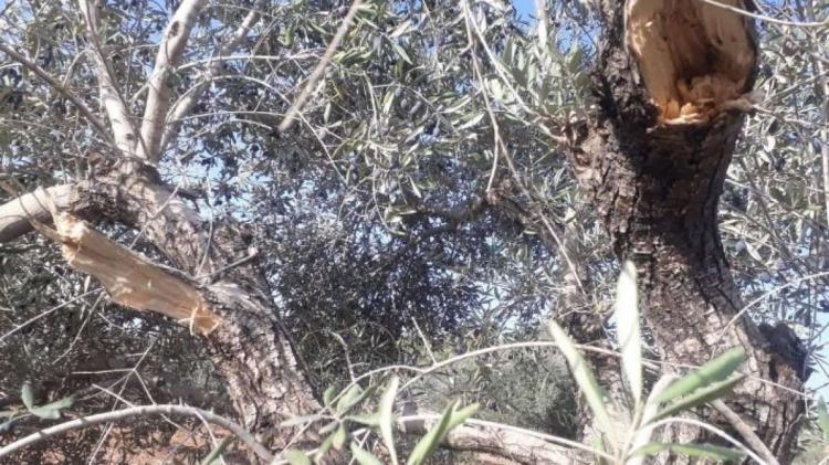 مستوطنون يحطمون أشجار زيتون شمال غرب رام الله