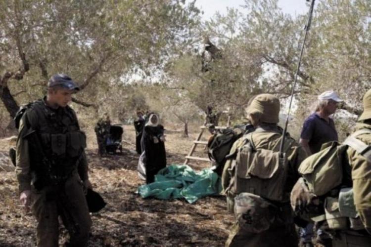 الاحتلال يمنع المزارعين من قطف ثمار الزيتون في ترمسعيا