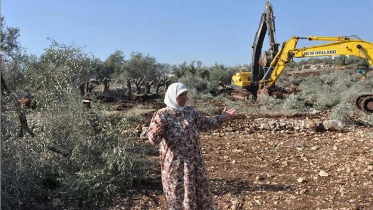 خالد فحل يكتب لوطن: ضرب الاقتصاد الفلسطيني يبدأ من شجرة الزيتون خالد فحل يكتب لوطن: ضرب الاقتصاد الفلسطيني يبدأ من شجرة الزيتون