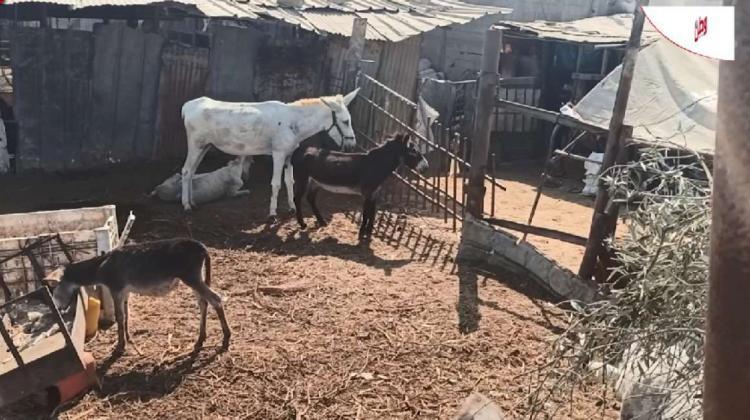 يعتمدون عليها بشكل كبير في التنقل والعمل... تجار في غزة يشتكون عبر وطن بعد منع الاحتلال توريد "الدواب" يعتمدون عليها بشكل كبير في التنقل والعمل... تجار في غزة يشتكون عبر وطن بعد منع الاحتلال توريد "الدواب"