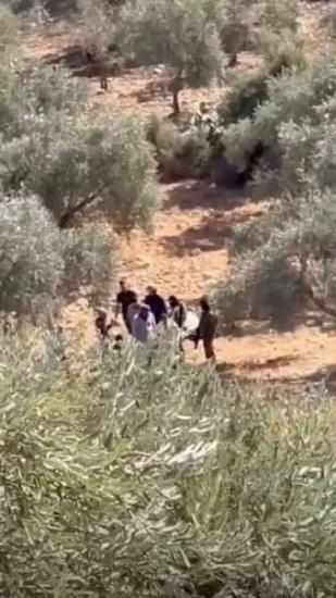 مستوطنون يسرقون أغناما ويمنعون قطف الزيتون غرب رام الله مستوطنون يسرقون أغناما ويمنعون قطف الزيتون غرب رام الله