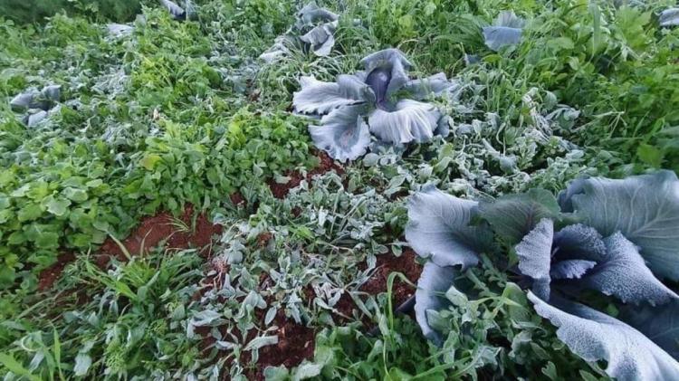 مرتفع جوي بارد يؤثر على البلاد وتحذيرات من الصقيع والانجماد مرتفع جوي بارد يؤثر على البلاد وتحذيرات من الصقيع والانجماد