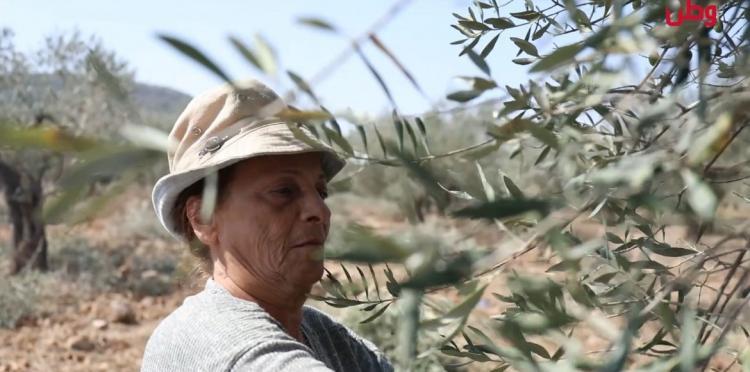 مزارعو الزيتون في الزبابدة يطالبون عبر وطن بالدعم والمساعدة