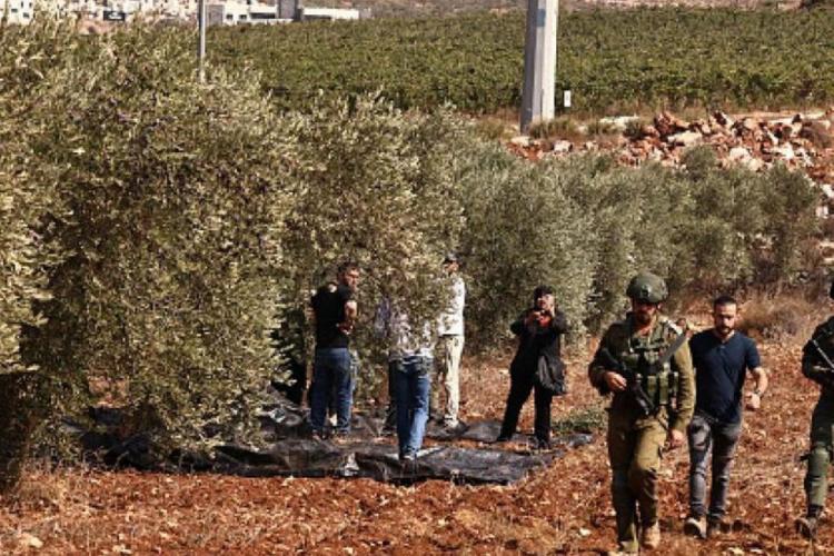 الاحتلال يمنع المواطنين من قطف الزيتون في بيت عنان شمال غرب القدس المحتلة الاحتلال يمنع المواطنين من قطف الزيتون في بيت عنان شمال غرب القدس المحتلة