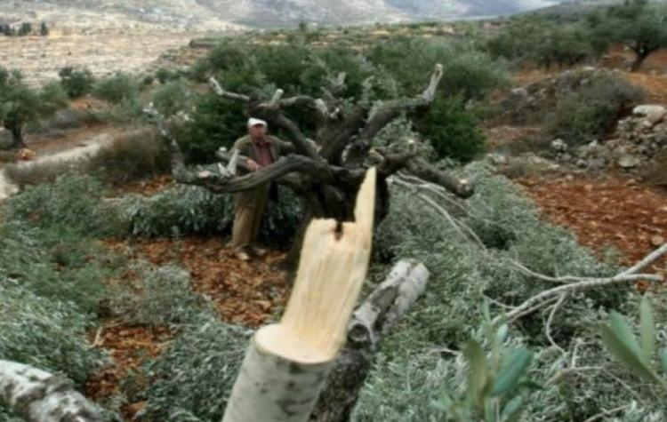 مستوطنون يكسرون عشرات أشجار الزيتون ويسرقون ثمارها غرب سلفيت