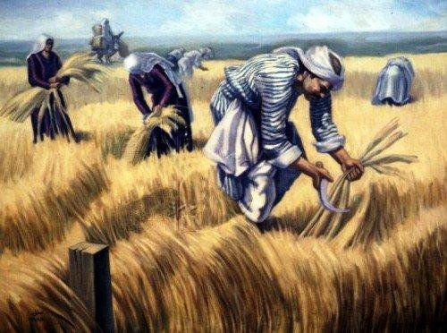 احذروا غضب الفلاح: حكاية وادي الشعير ومصنع سند.. كتب مصطفى بدر