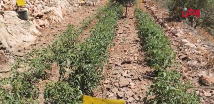 الزراعة في فرخة تحت تهديد الخنازير البرية والضعف المادي الزراعة في فرخة تحت تهديد الخنازير البرية والضعف المادي
