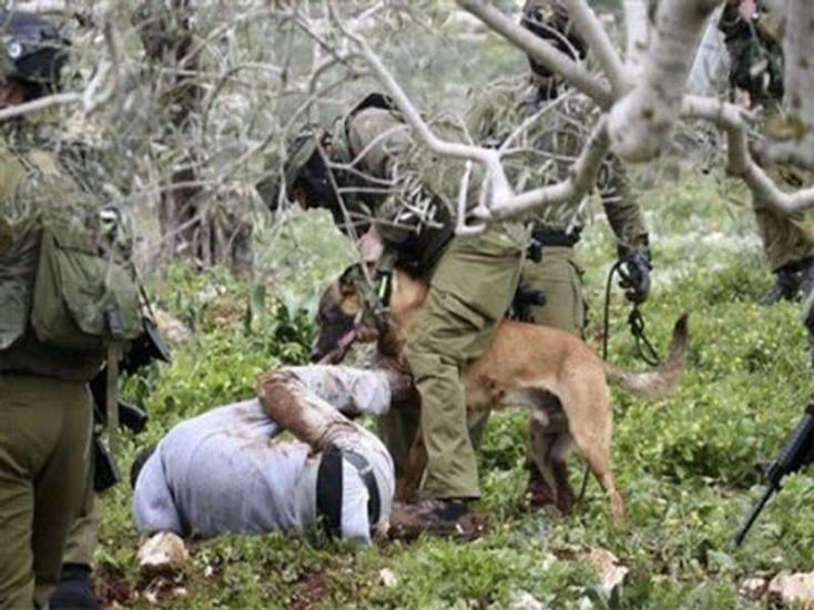 "الأورومتوسطي": الاحتلال يوظف الكلاب البوليسية للتنكيل بالفلسطينيين