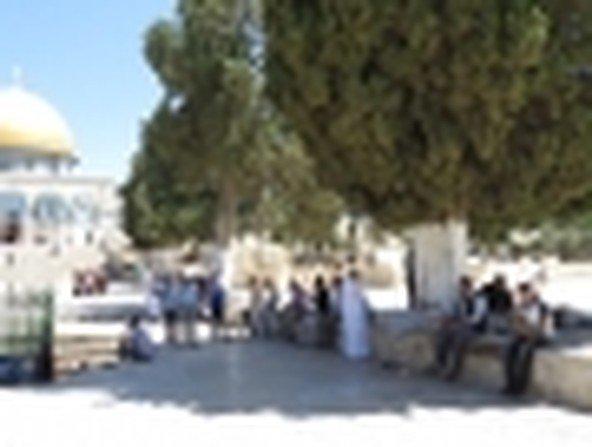 بالصور... عشرات مستوطنون يقتحمون باحات الأقصى بشكل استفزازي بالصور... عشرات مستوطنون يقتحمون باحات الأقصى بشكل استفزازي