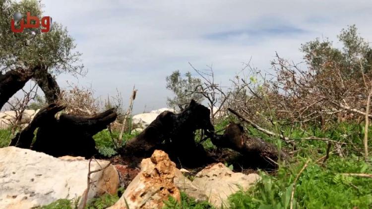 "لصوص الحطب" يقضون على آلاف أشجار الزيتون المعمر في دير غسانة.. والمواطنون يناشدون عبر وطن لحمايتها