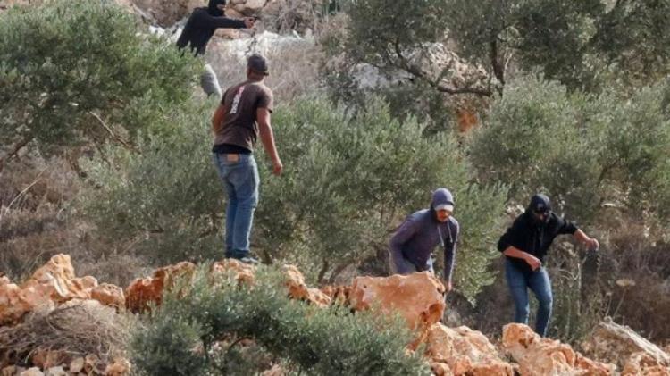 الاحتلال يعتقل 3مواطنين عقب هجوم للمستوطنين على قاطفي الزيتون جنوب الخليل