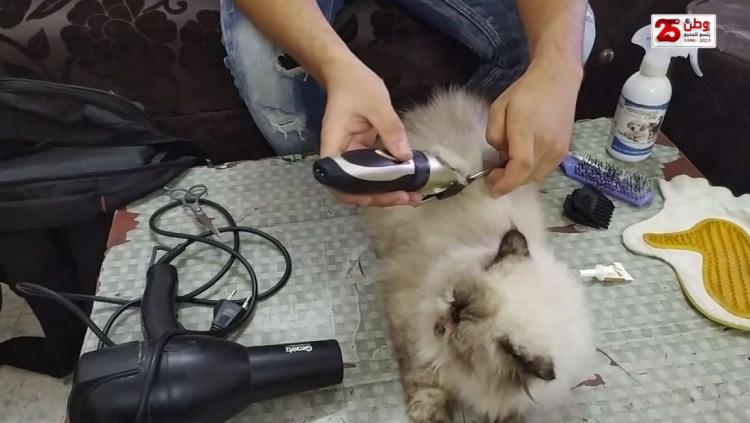 الأول من نوعه في غزة.. افتتاح صالون لتجميل القطط وتقديم العناية لها