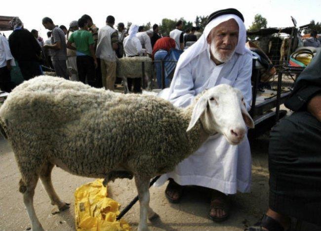 "الزراعة" تزود مربي الثروة الحيوانية في غزة باللقاحات البيطرية