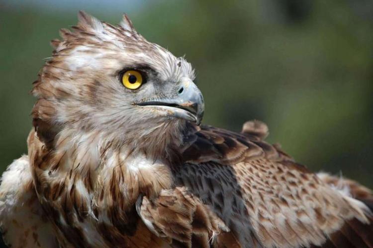 "جودة البيئة": ضبط طائر عقاب صرارة في نابلس وستجري إعادته إلى الطبيعة