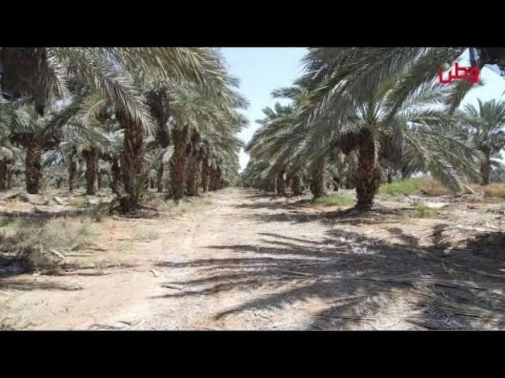 أول مزرعة نخيل في أريحا تنافس نظيرتها حول العالم أول مزرعة نخيل في أريحا تنافس نظيرتها حول العالم