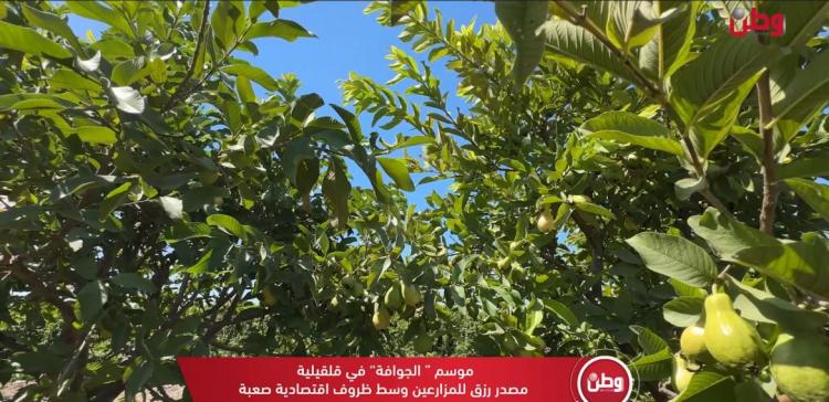 موسم الجوافة في "قلقيلية" مصدر رزق للمزارعين وسط ظروف اقتصادية صعبة