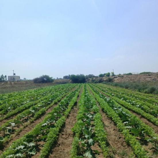 يوسف أبو ربيع الغزي لن يتراجع لكن نفاذ البذور ينذر بالتوقف يوسف أبو ربيع الغزي لن يتراجع لكن نفاذ البذور ينذر بالتوقف
