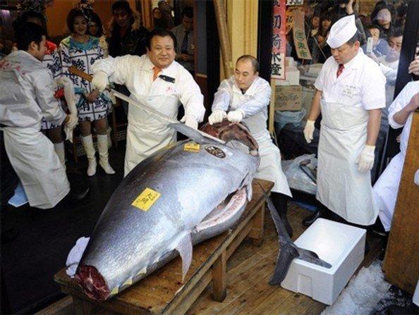 سعر سمكة تونة في اليابان 1.38 مليون يورو