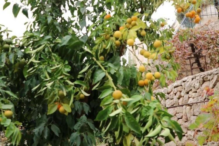 بعد عقود طويلة .......ذاكرة البرتقال حية يقظة على قيد الحياة بعد عقود طويلة .......ذاكرة البرتقال حية يقظة على قيد الحياة