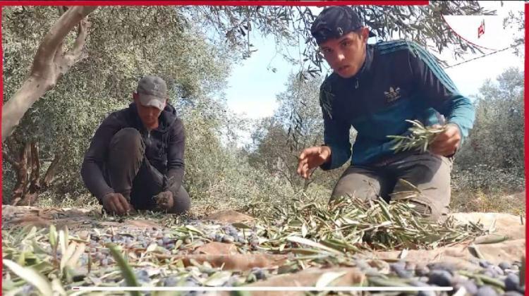 في ظل انعدام فرص العمل.. موسم الزيتون في غزة مصدر رزق للشباب العاطلين عن العمل