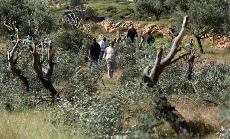 الاحتلال يُخطر باقتلاع مئات أشجار الزيتون شمال شرقي رام الله الاحتلال يُخطر باقتلاع مئات أشجار الزيتون شمال شرقي رام الله