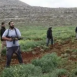 مستوطنون يهاجمون مزارعين في قفين شمال طولكرم ويختطفون ثلاثة منهم