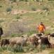 مستوطنون يرعون أغنام في أراضٍ مزروعة بالزيتون بقرية المغير