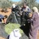 الاحتلال يمنع مواطنين من قطف الزيتون في الزاوية ومردا شمال سلفيت