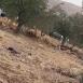 الاحتلال يطرد مزارعين من أراضيهم في بيت فوريك شرق نابلس