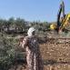 خالد فحل يكتب لوطن: ضرب الاقتصاد الفلسطيني يبدأ من شجرة الزيتون