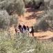 مستوطنون يسرقون أغناما ويمنعون قطف الزيتون غرب رام الله