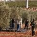 الاحتلال يمنع المواطنين من قطف الزيتون في بيت عنان شمال غرب القدس المحتلة
