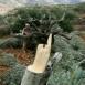 مستوطنون يكسرون عشرات أشجار الزيتون ويسرقون ثمارها غرب سلفيت