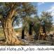 محمود كلّم يكتب لوطن: ما سرّ عداء المستوطنين لشجرة الزيتون الفلسطينية؟
