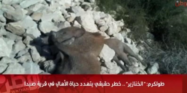 خاص لـ "وطن": بالفيديو... طولكرم: الخنازير.. خطر حقيقي يتهدد حياة الأهالي في قرية صيدا
