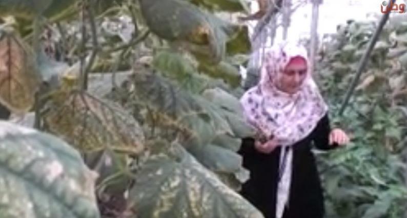 خاص لـ"وطن": بالفيديو... طولكرم: سوزان تمتلك مزرعتها.. و"الريادة الشبابية" يخلق جيلًا مستثمرًا خاص لـ"وطن": بالفيديو... طولكرم: سوزان تمتلك مزرعتها.. و"الريادة الشبابية" يخلق جيلًا مستثمرًا