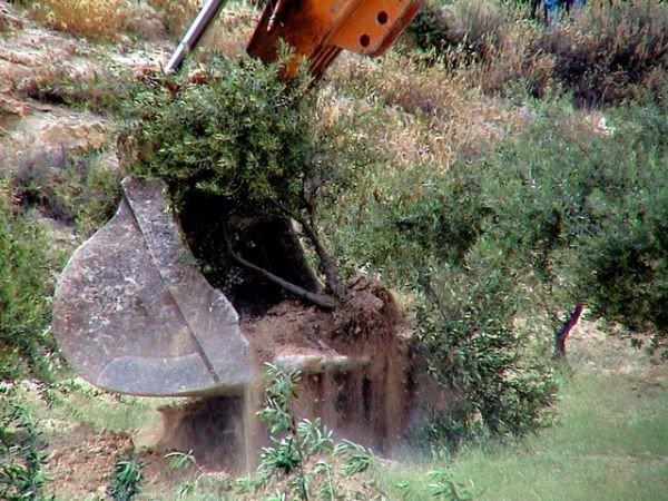 المستوطنون يجرفون أراض في قريوت جنوب نابلس