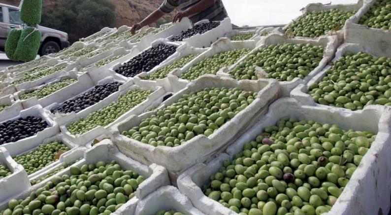 تونس الأولى عالميًا في صادرات زيت الزيتون