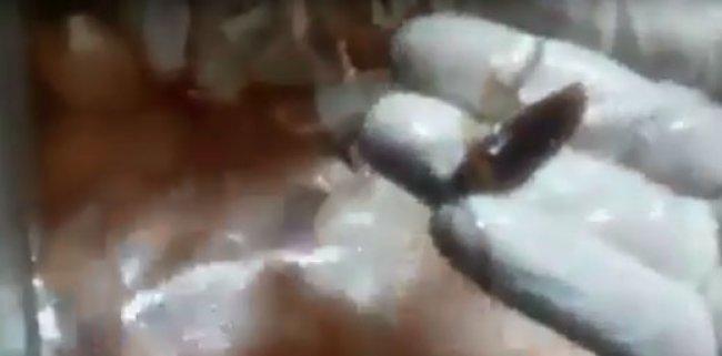 فيديو.. صراصير بين لحوم الدجاج في مطعم برام الله