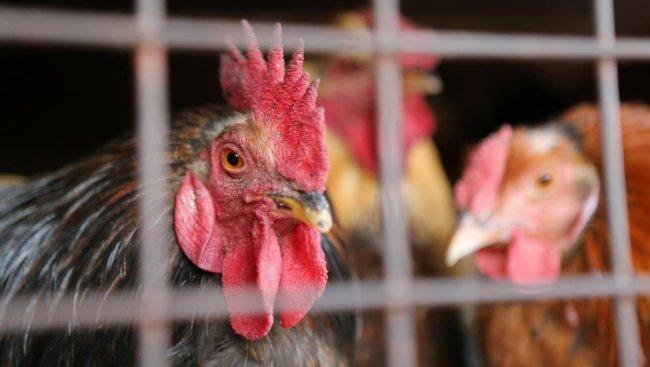 تعديل جينات الدجاج ليقاوم إنفلونزا الطيور