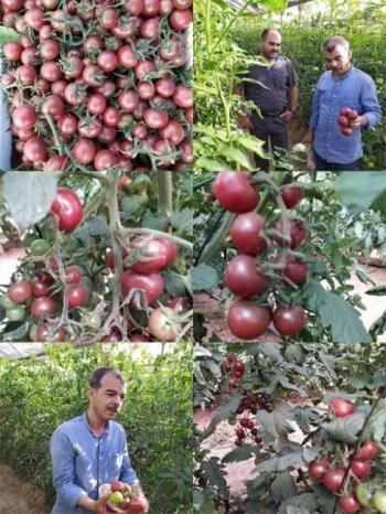 الطماطم السوداء... قصة نجاح من قطاع غزة
