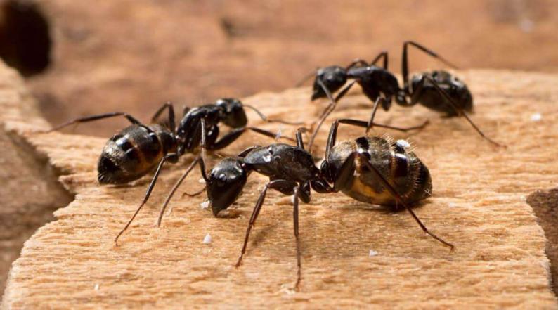 دراسة تكشف تعداد النمل في العالم