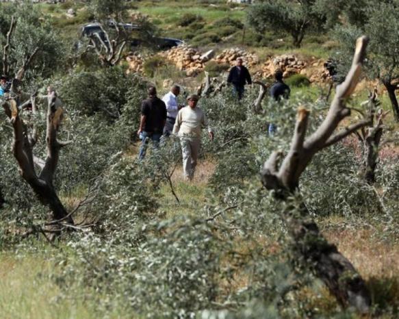 مستوطنون يستولون على ثمار الزيتون من أهالي بلدة قصرة جنوب نابلس