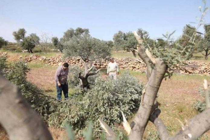 الأمم المتحدة: هجوم المستوطنين على موسم قطف الزيتون الفلسطيني أداة للتهجير والسلب الأمم المتحدة: هجوم المستوطنين على موسم قطف الزيتون الفلسطيني أداة للتهجير والسلب