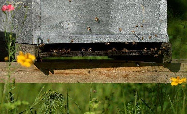 التحقيق في موت المئات من النحل الطنان في أوريغون