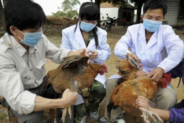 اليابان: إعدام 112 ألف دجاجة
