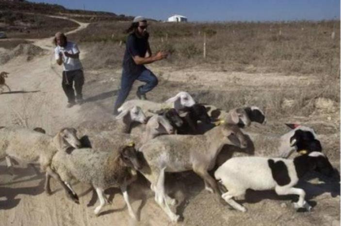 مستوطنون يسرقون أغناما وجرارا زراعيا من عصيرة القبلية جنوب نابلس