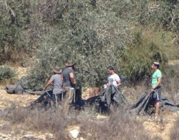 مستوطنون يسرقون ثمار الزيتون شرقي السموع جنوب الخليل مستوطنون يسرقون ثمار الزيتون شرقي السموع جنوب الخليل