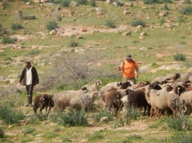 مستوطنون يرعون اغنامهم في اراضي خلايل اللوز ببيت لحم مستوطنون يرعون اغنامهم في اراضي خلايل اللوز ببيت لحم