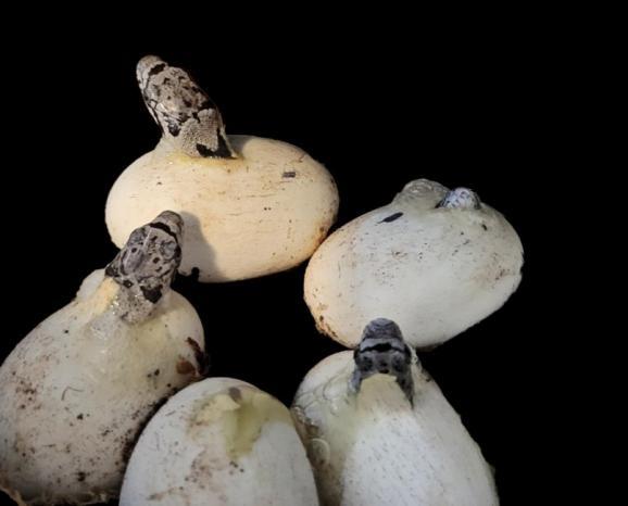 الأفاعي في فلسطين.. هل للاحتلال علاقة بتوزيعها وانتشارها وسلوكها في الضفة الغربية؟ الأفاعي في فلسطين.. هل للاحتلال علاقة بتوزيعها وانتشارها وسلوكها في الضفة الغربية؟
